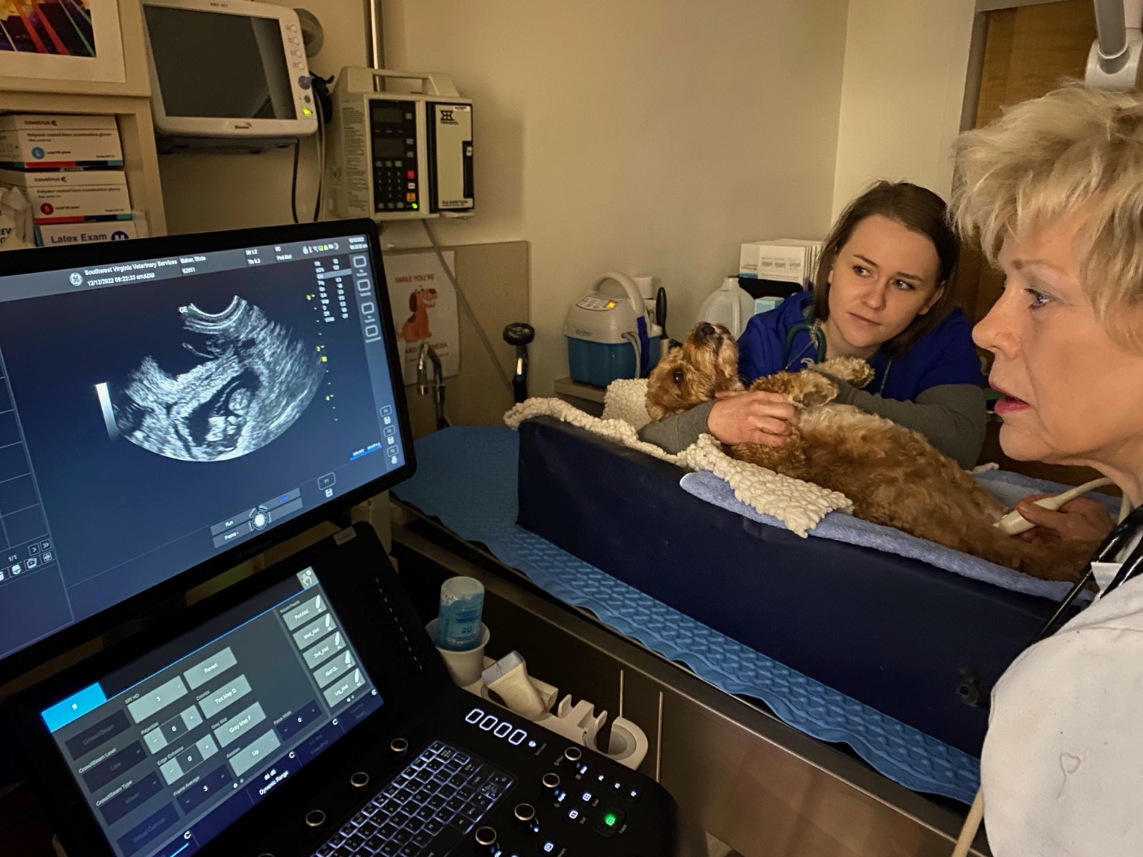 Pet Ultrasound