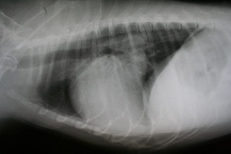 cat-xray