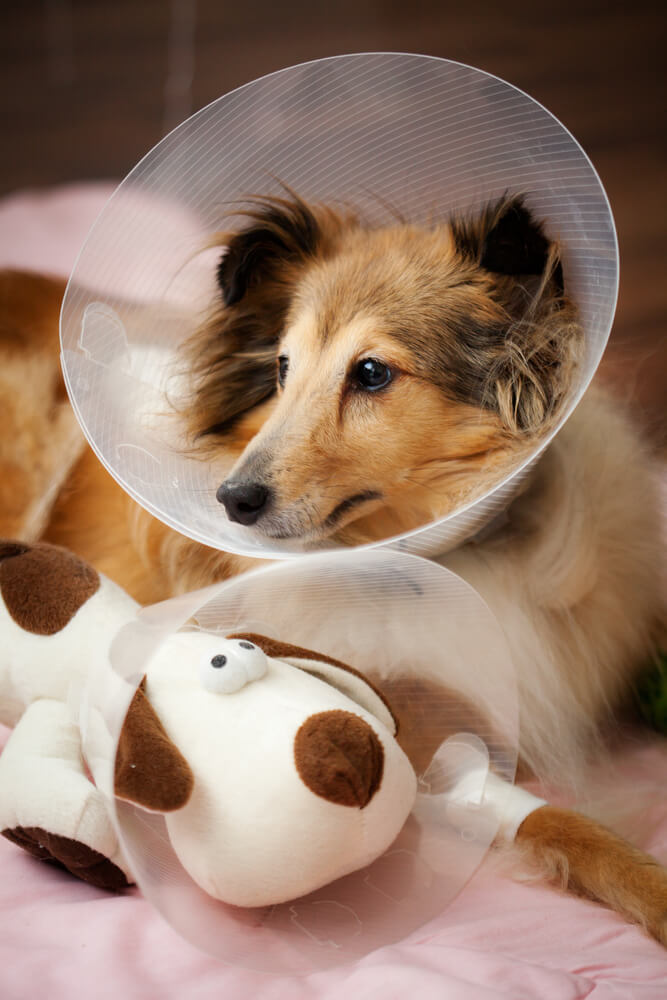 dog-cone